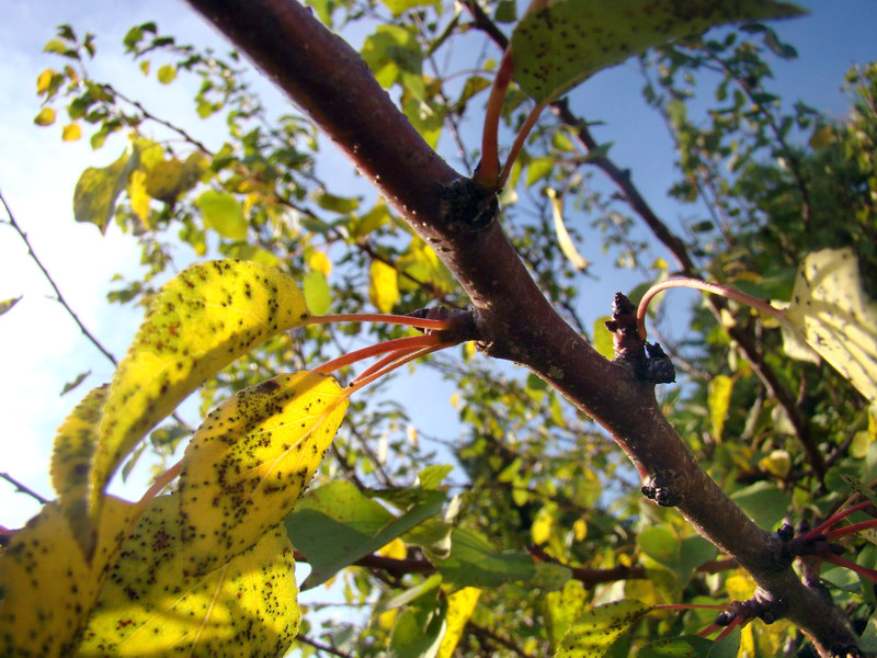 Sviluppo vegetale dell'' albicocco Prunus armeniaca